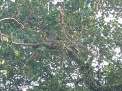 Streptopelia chinensis tigrina