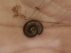 Cylindroiulus