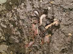 Cylindroiulus