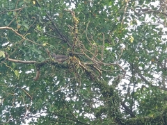 Streptopelia chinensis tigrina