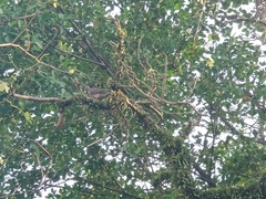Streptopelia chinensis tigrina