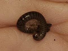 Cylindroiulus