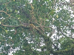 Streptopelia chinensis tigrina