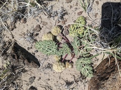 Cymopterus globosus