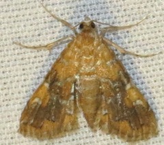 Elophila nebulosalis