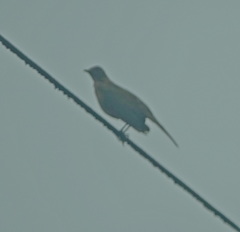 Turdus grayi
