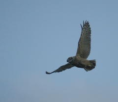 Bubo virginianus