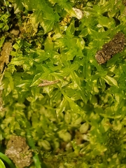 Plagiomnium cuspidatum