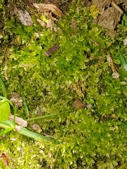 Plagiomnium cuspidatum