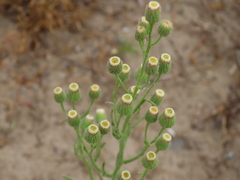 Erigeron bonariensis