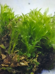 Plagiomnium cuspidatum