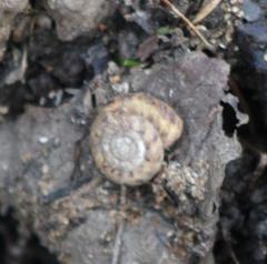 Anguispira strongylodes