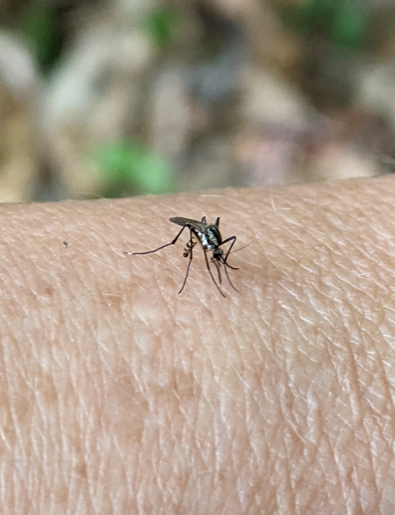 Psorophora mathesoni