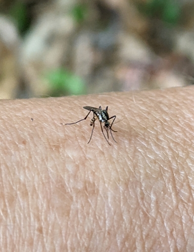 Psorophora mathesoni