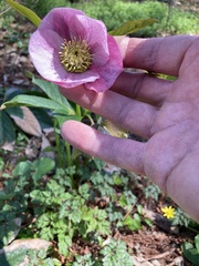 Helleboreae