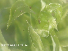Plagiomnium cuspidatum