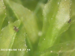 Plagiomnium cuspidatum
