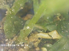 Plagiomnium cuspidatum