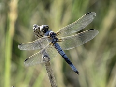 Libellula composita