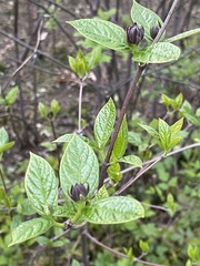 Calycanthus floridus