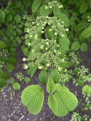 Viburnum plicatum