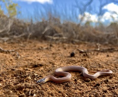 Suta nigriceps
