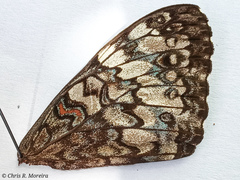 Hamadryas amphichloe