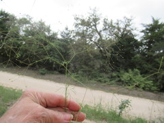 Spermolepis