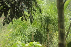 Bactris gasipaes