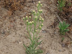 Erigeron bonariensis