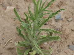 Erigeron bonariensis