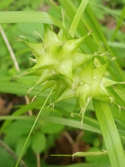 Carex intumescens