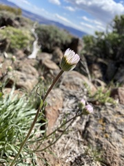 Xylorhiza