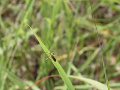 Zelus cervicalis