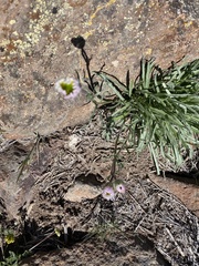 Xylorhiza