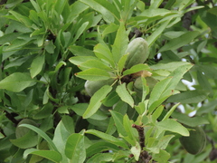 Prunus amygdalus
