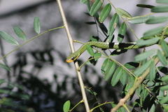 Chironius bicarinatus