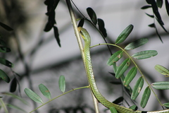 Chironius bicarinatus