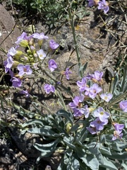 Phoenicaulis cheiranthoides