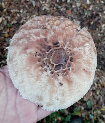 Macrolepiota bonaerensis