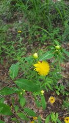 Hypericum frondosum