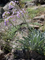 Phoenicaulis cheiranthoides