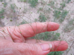 Spermolepis
