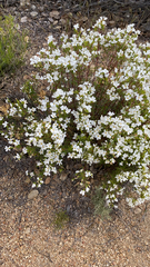 Leptosiphon floribundus