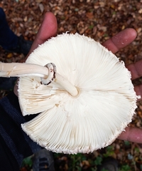 Macrolepiota bonaerensis