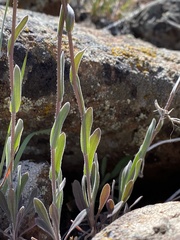 Boechera breweri