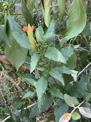 Crossandra infundibuliformis
