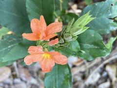 Crossandra infundibuliformis