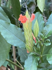 Crossandra infundibuliformis