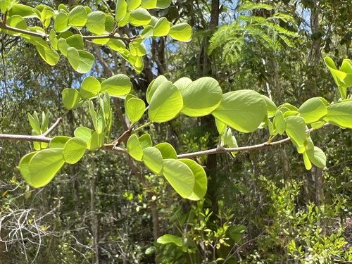 Haematoxylum campechianum